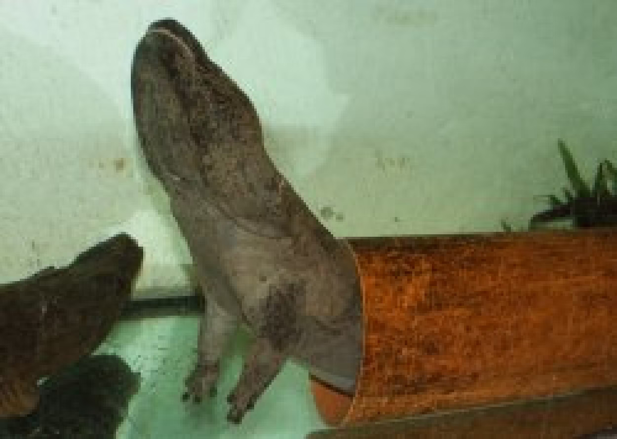 Pd0631 Riesaensalamander