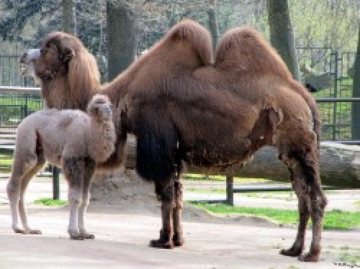 Trampeltiernachwuchs