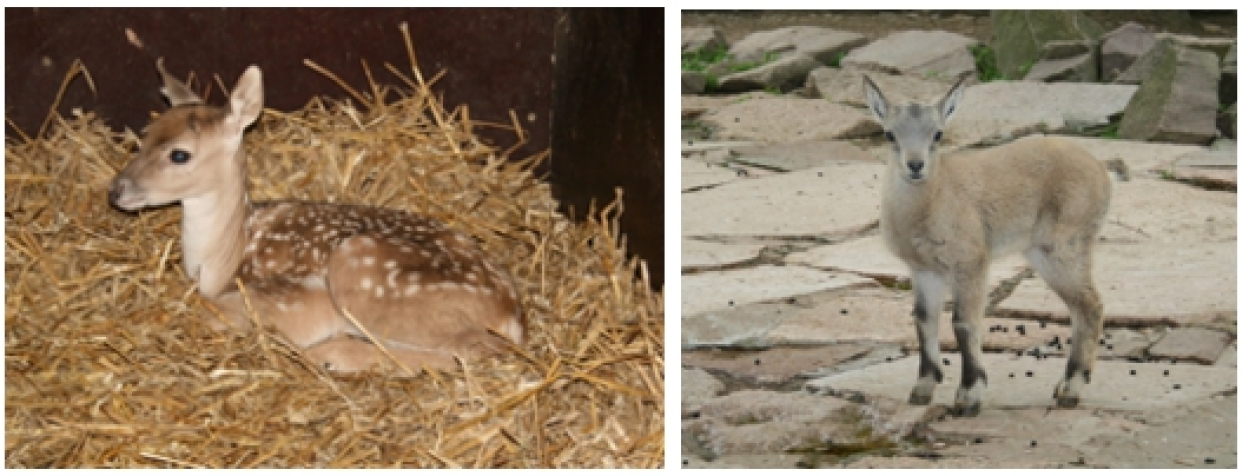Nachwuchs bei den Mesopotamischen Damhirschen und den Steinböcken im Tierpark