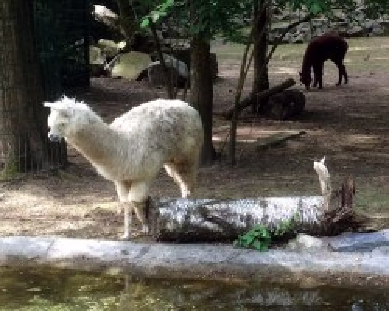Pd0311 Tierpark Alpaka Dube
