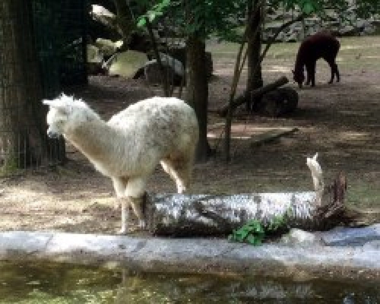 Pd0311 Tierpark Alpaka Dube