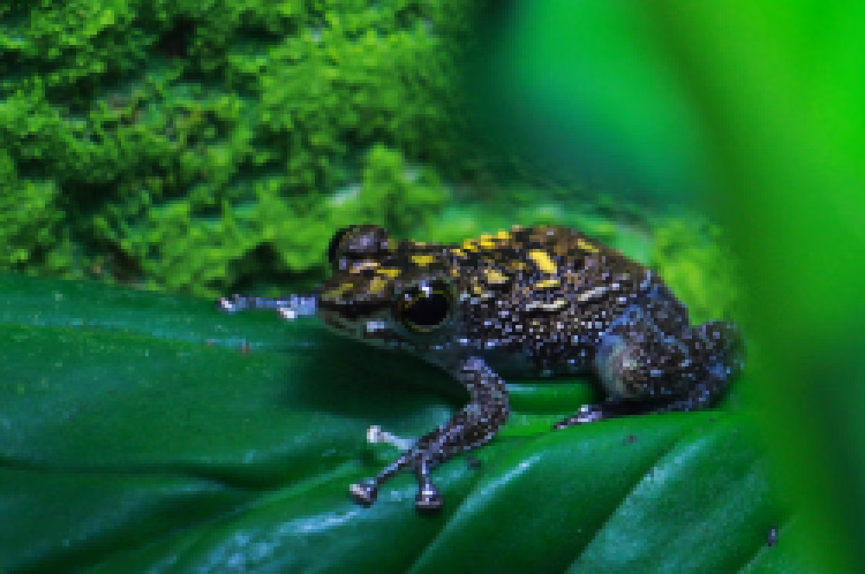 Winkerfrosch Erwachsenentier