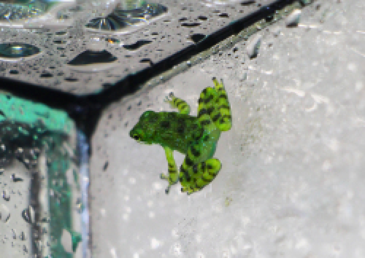 Winkerfrosch Jungtier