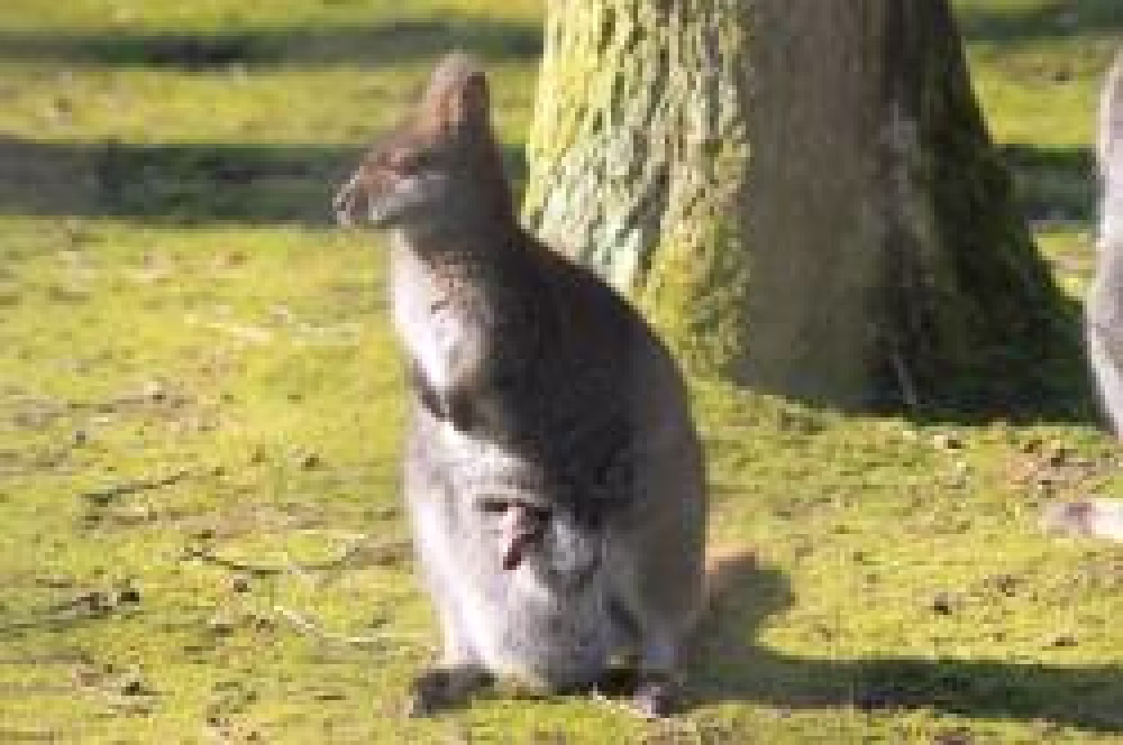 Pd0090 K&auml;nguru Foto Gro&szlig;e