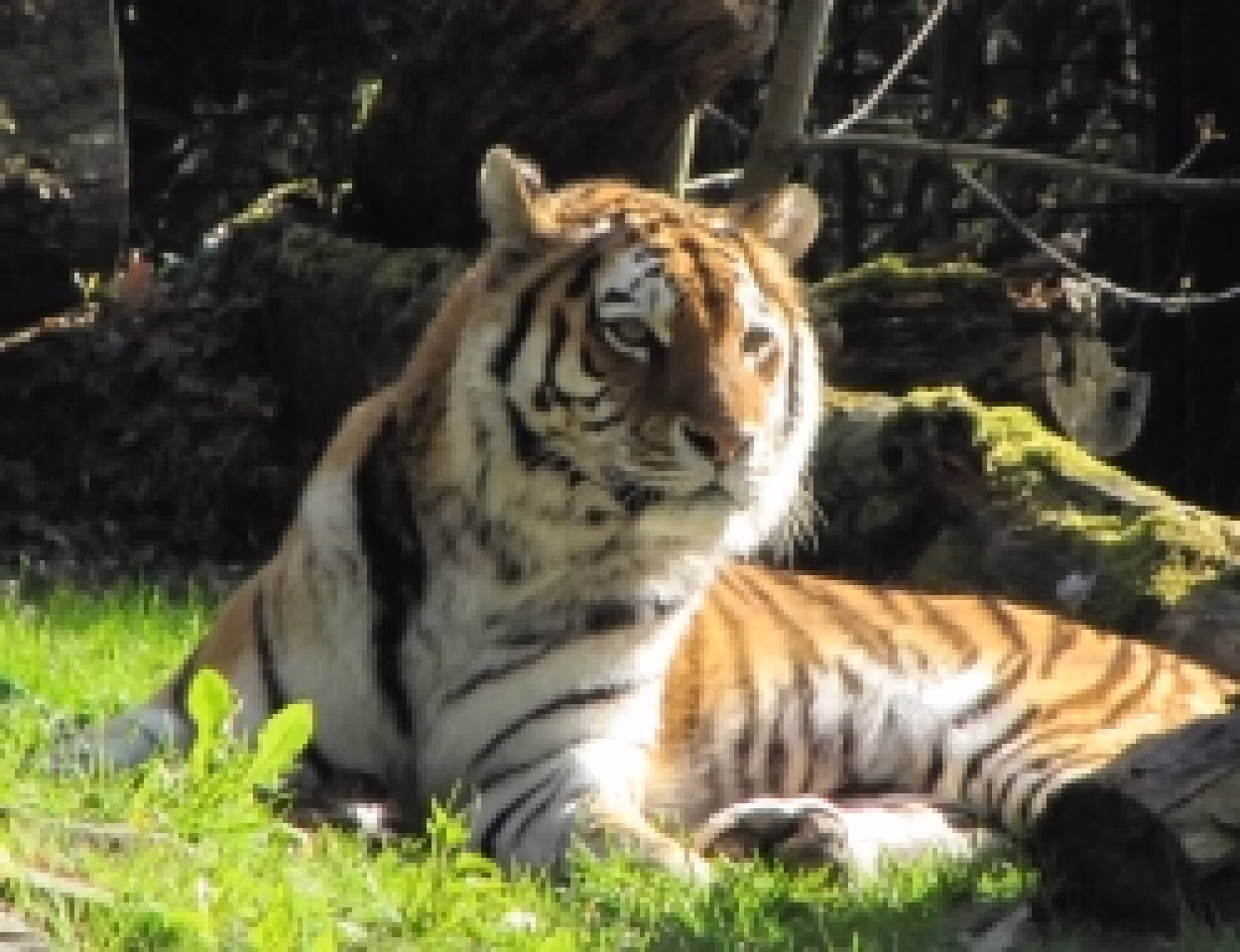 Tigerin Taiga