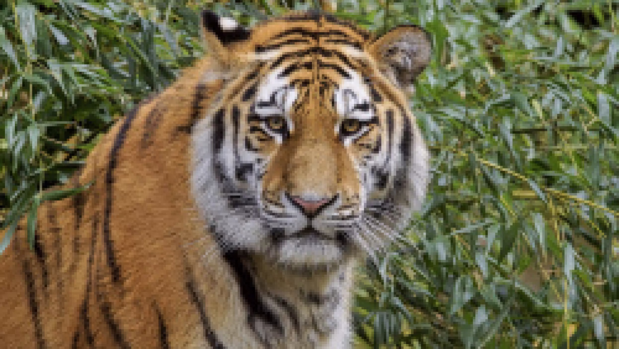Tiger aus N&uuml;rnberg zieht nach Chemnitz, Foto: Dieter und Marion Sempf
