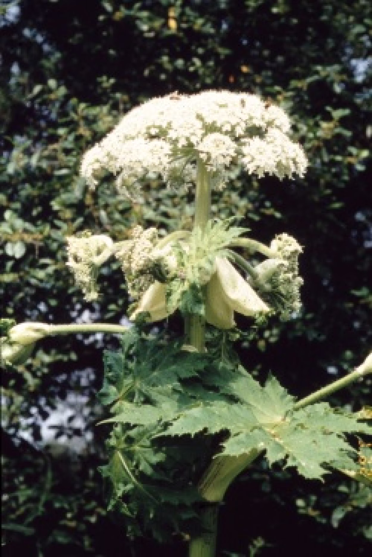 Pd0260 Riesenb&auml;renklau