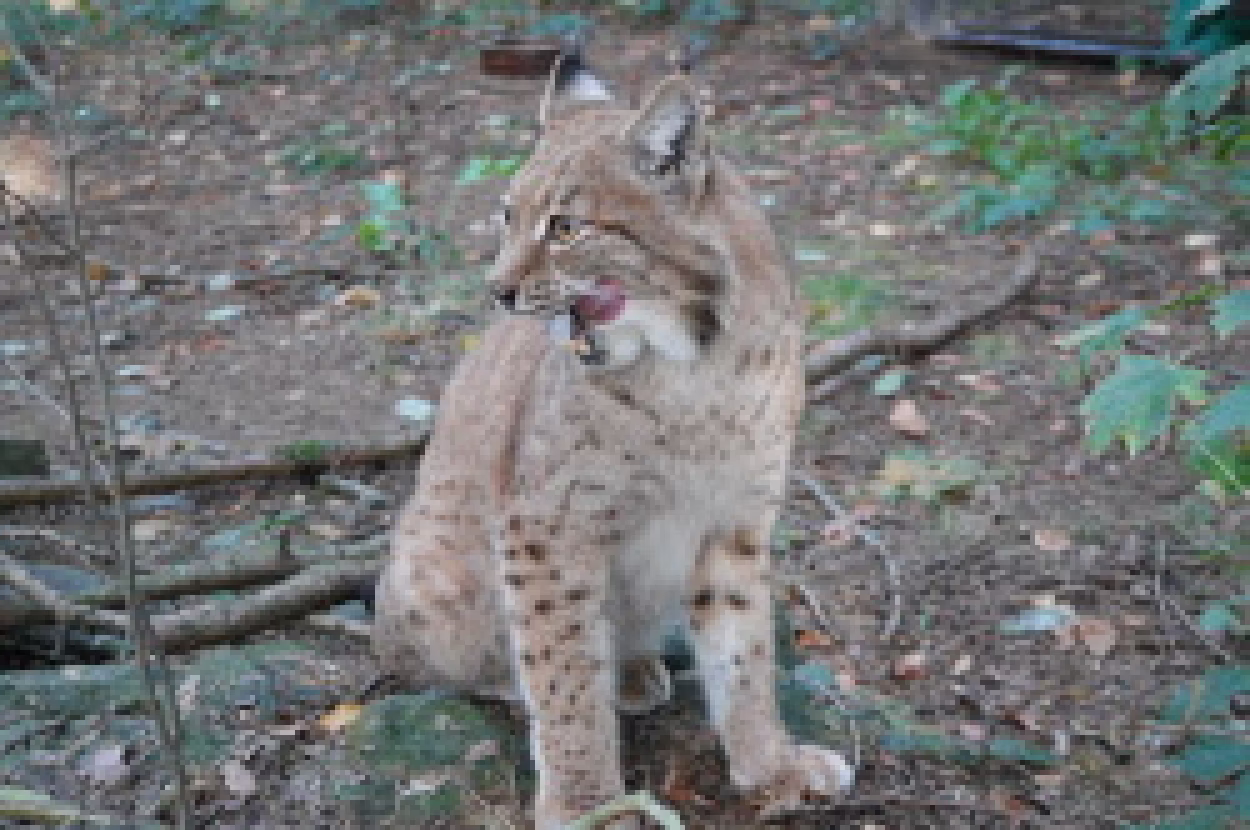 Luchs im Wildgatter