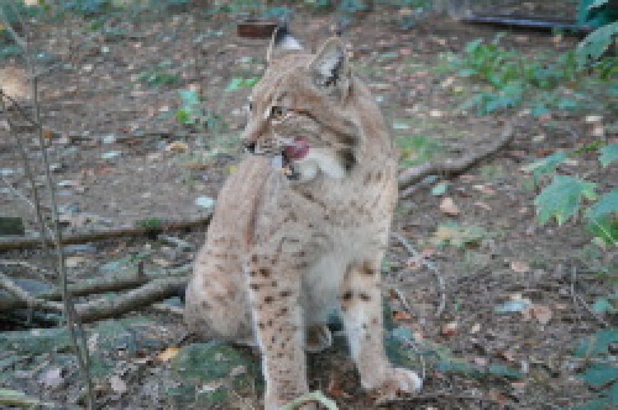 Luchs im Wildgatter