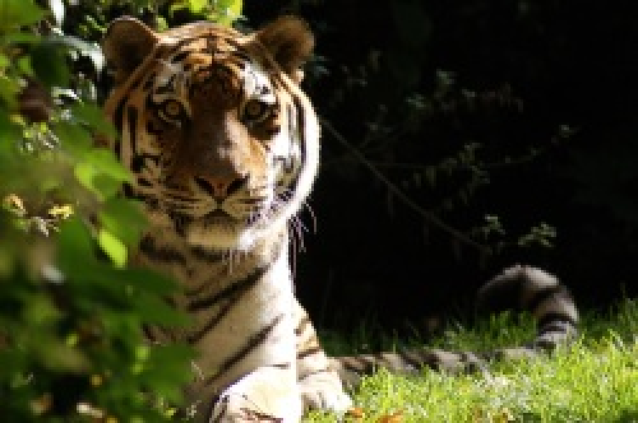 Pd0057 Tiger Jantar Foto T Schikora