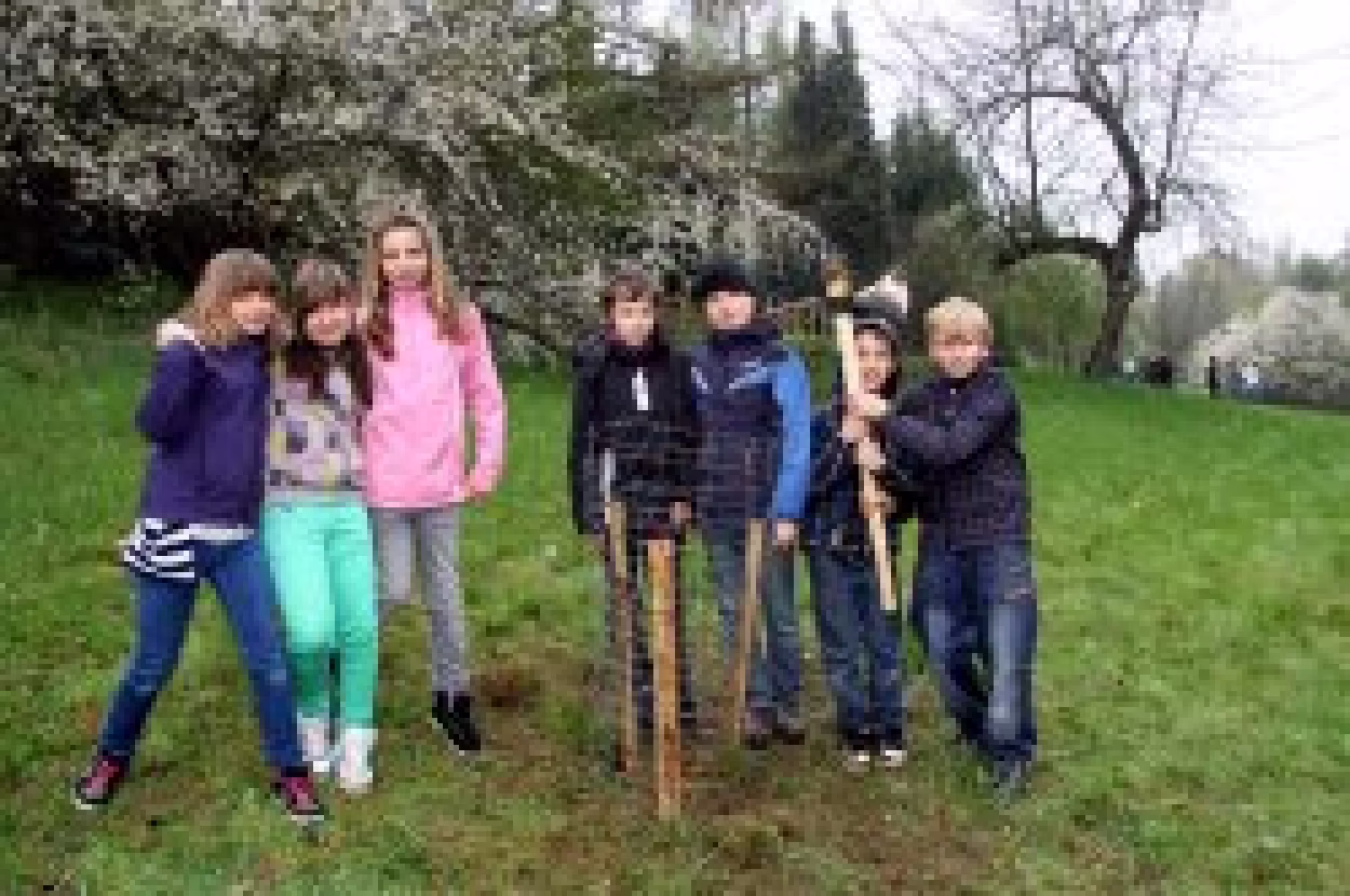 Pd0224 Baumpflanzung