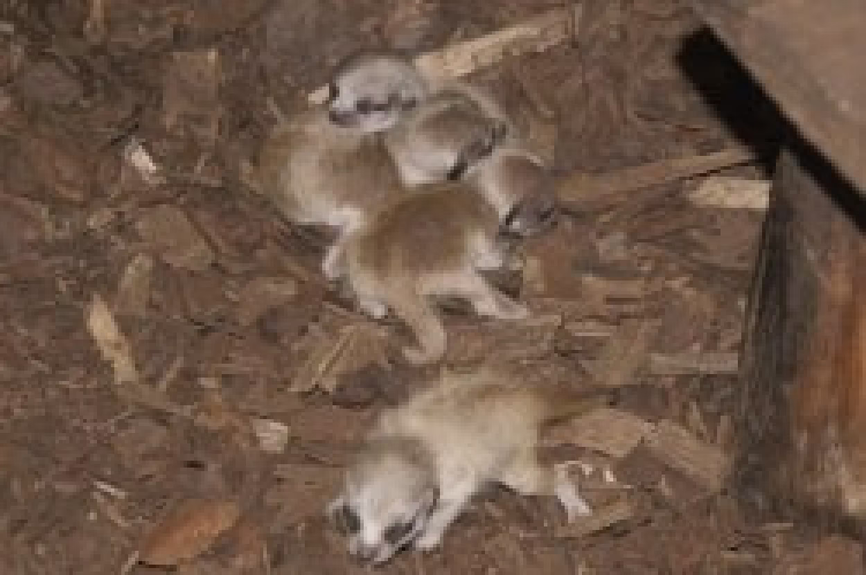 Erdm&auml;nnchen-Juntiere im Tierpark Chemnitz / Foto: Tim Schikora