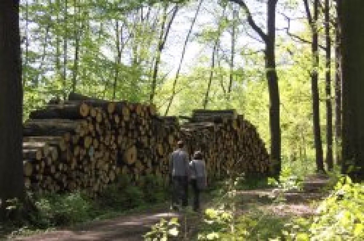 Pd0647 Brennholzverkauf