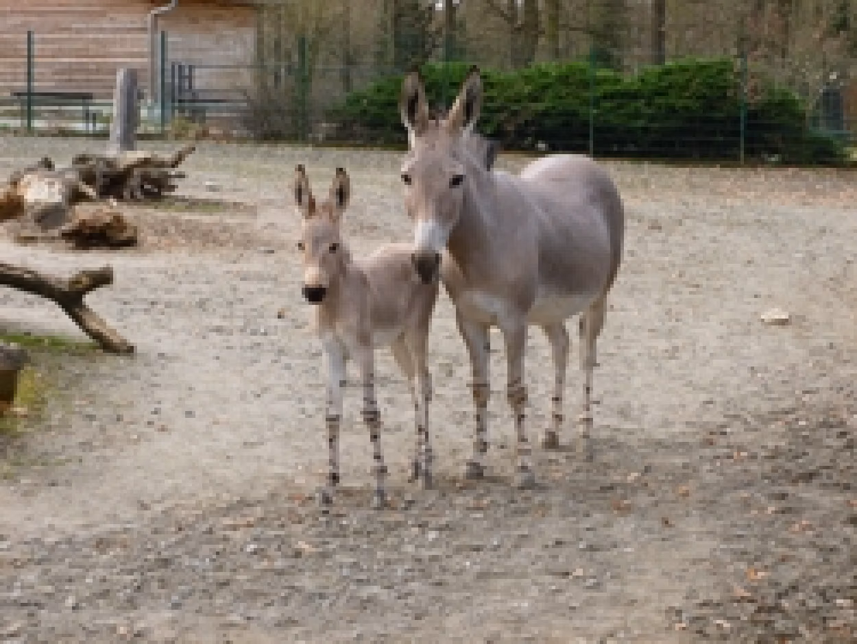 Somaliwildesel mit Jungtier / Foto: Anja Dube, Tierpark