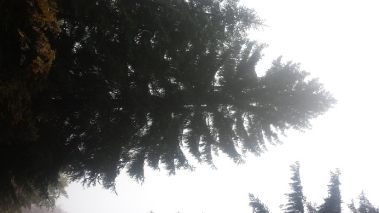 Pd0659 Weihnachtsbaum2015