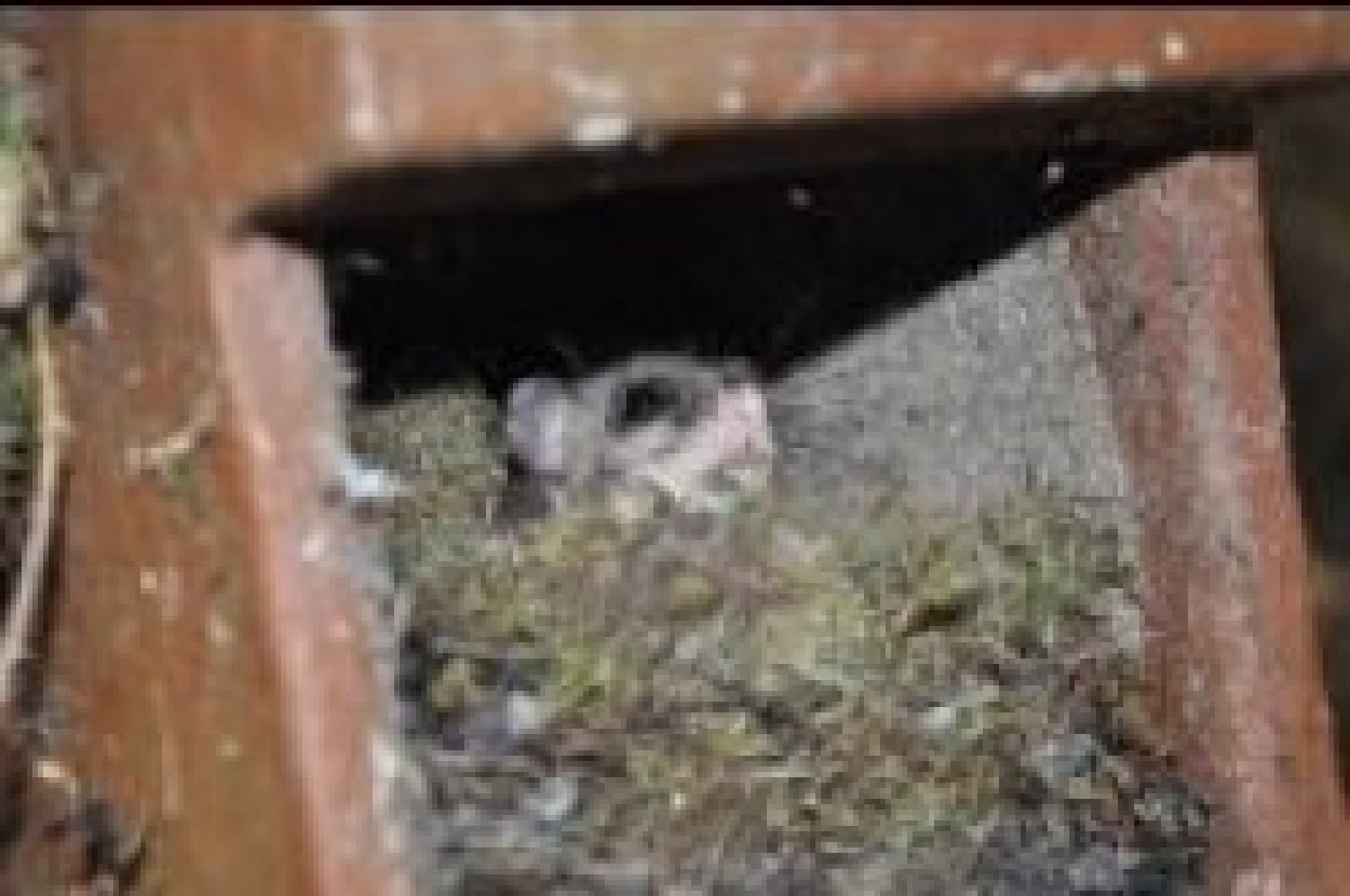 Siebenschl&auml;fer in einem Nistkasten im Sch&uuml;tzwald in Wittgensdorf Foto: Stadt Chemnitz/Umweltamt.
