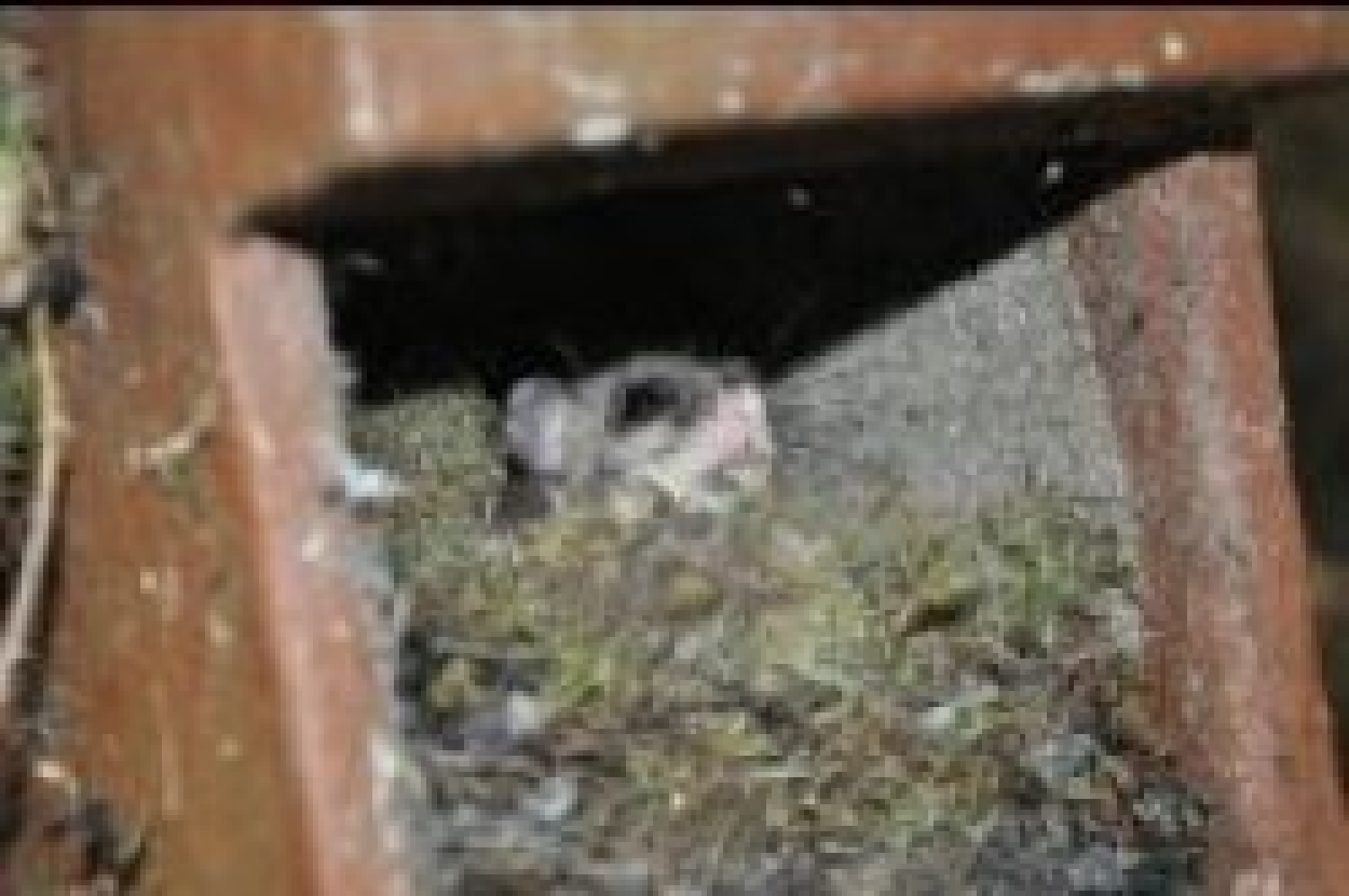Siebenschläfer in einem Nistkasten im Schützwald in Wittgensdorf Foto: Stadt Chemnitz/Umweltamt.