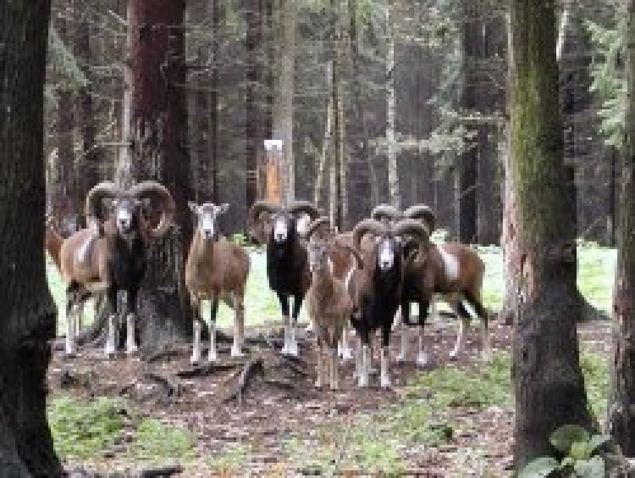 Neugierige Mufflons im Tierpark