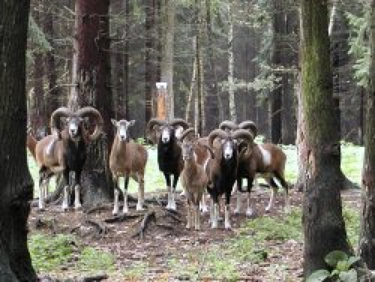 Neugierige Mufflons im Tierpark