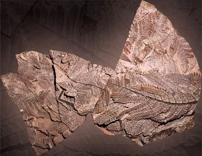 Die kopfüber in vulkanischer Asche erhaltene fossile Baumkrone nimmt insgesamt eine Fläche von ca. drei mal drei Metern ein. Das Foto zeigt einen kleinen Ausschnitt, welcher mit enormer Geduld und Fingerspitzengefühl von Evgeny Fridland freigelegt wurde