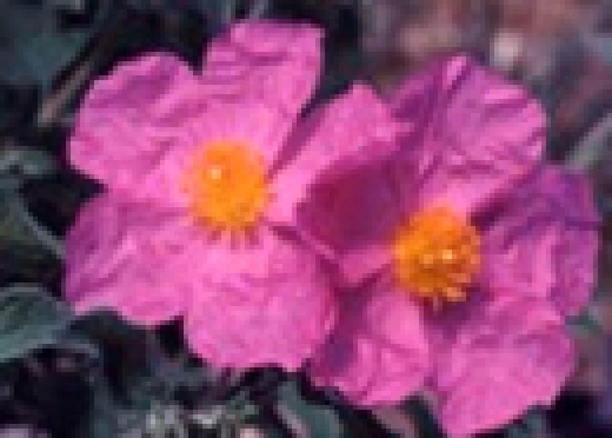 Zistrose