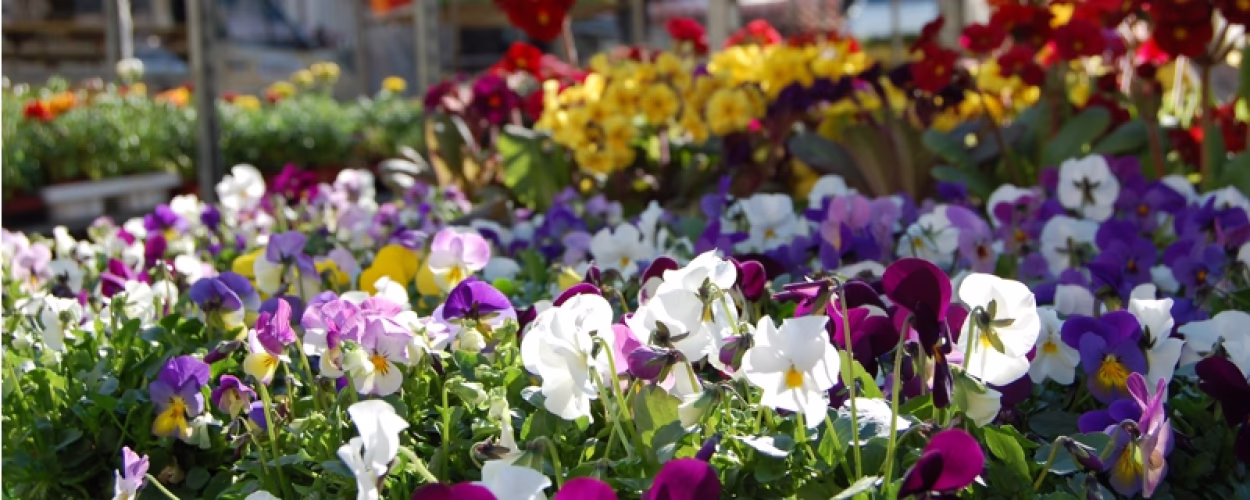 Pflanz- und Blumenmarkt
