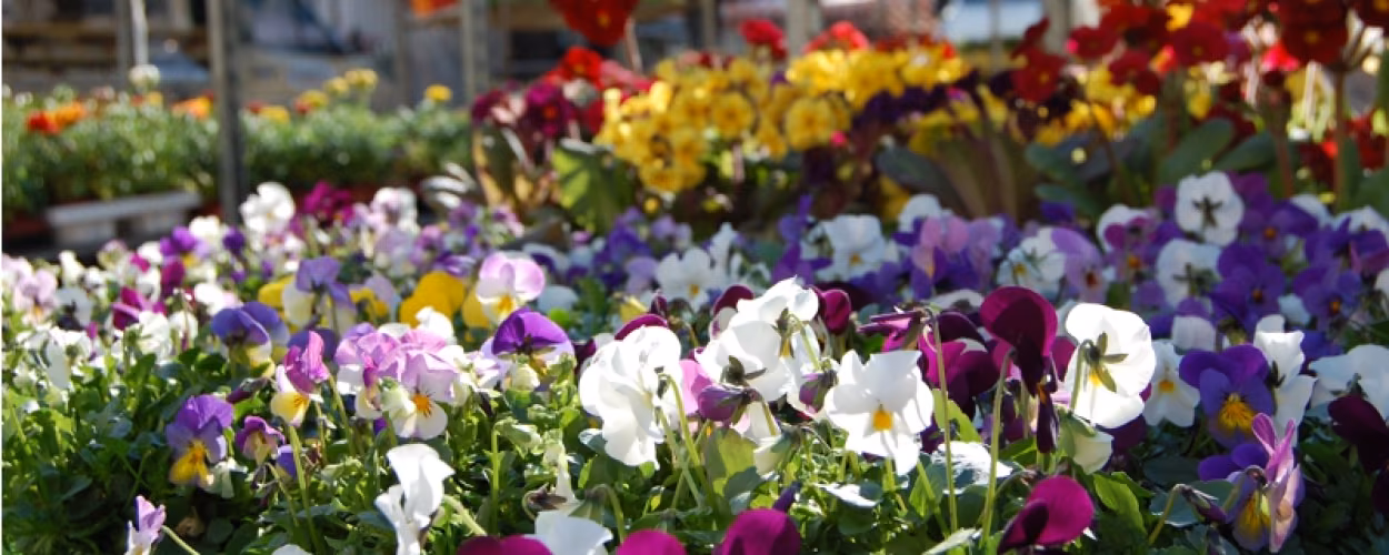 Pflanz- und Blumenmarkt