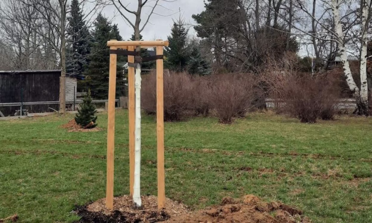 18 neue Bäume wurden entlang der Eislebener Straße gepflanzt.