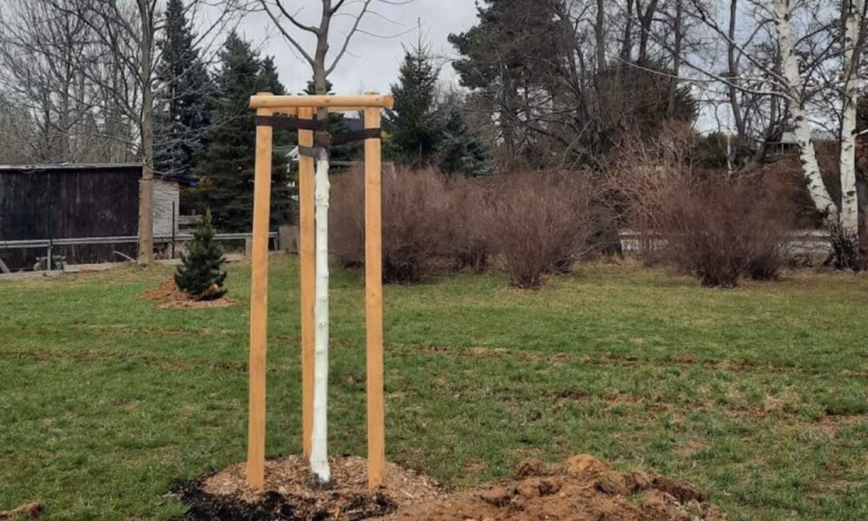 18 neue Bäume wurden entlang der Eislebener Straße gepflanzt.