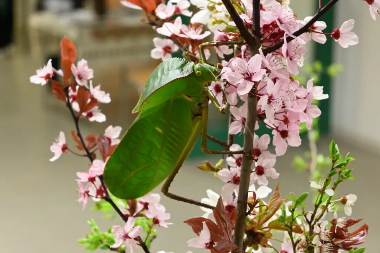 A green insect is perched on a plant with pink flowers